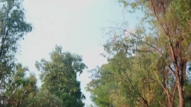 Traditionele kleurrijke trajinera omgeven door bomen in Xochimilco meer — Stockvideo