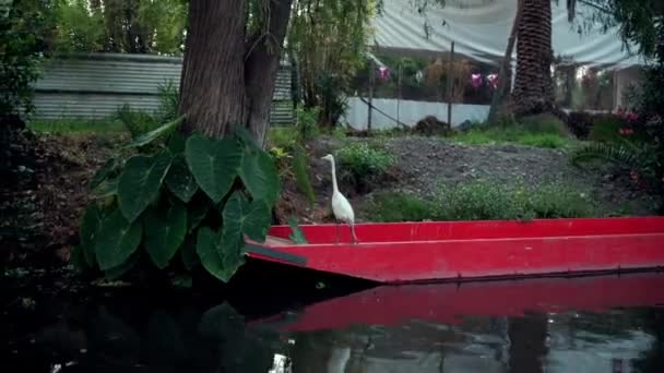Witte reiger staat op rode boot in Xochimilco Lake — Stockvideo