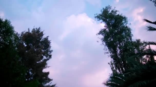 Mooie licht bewolkte lucht boven bomen en palmbomen — Stockvideo