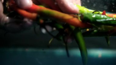 Sudan rengarenk taze kırmızı biberleri tutan eller.