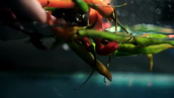 Handen grijpen kleurrijke verse chili pepers uit water — Stockvideo