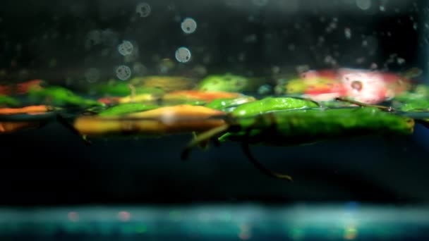 Multicolor dünne und frische Chilischoten unter Wasser mit dunklem Hintergrund — Stockvideo