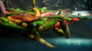 Sudan rengarenk taze kırmızı biberleri tutan eller.