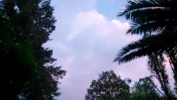 Vacker något grumlig himmel ovanför träd och palmer — Stockvideo