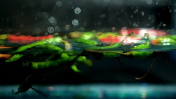 Kleurrijke dunne en frisse chili pepers onder water met donkere achtergrond — Stockvideo