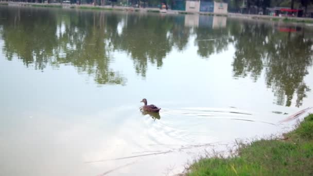 Gyönyörű kilátás aranyos kacsa úszás reflektáló tó — Stock videók