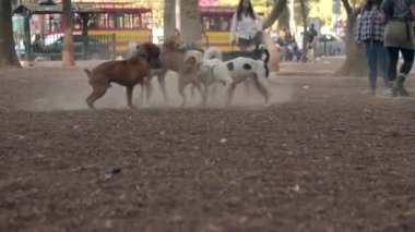 Bir grup sevimli köpek toprak zeminde mutlu bir şekilde oynuyorlar.