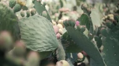 Meksika nopal bitkisine parlak güneş ışığı ve bulanık arka plan.