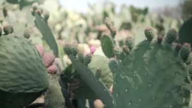 Meksika nopal bitkisine parlak güneş ışığı ve bulanık arka plan.