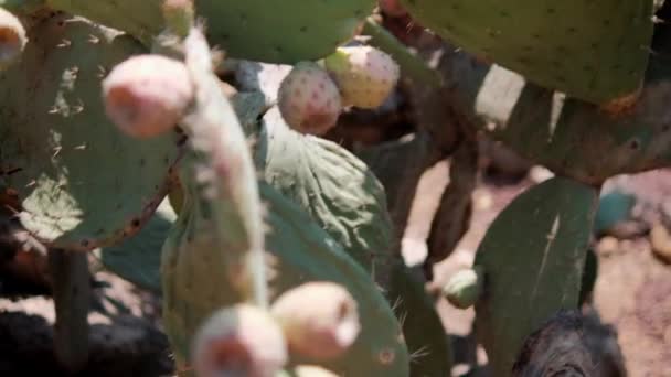 Helles Sonnenlicht auf mexikanischer Nopal-Pflanze mit verschwommenem Hintergrund. — Stockvideo