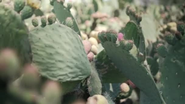 배경 이 흐릿 한 멕시코 노팔 선인장의 밝은 햇살. — 비디오