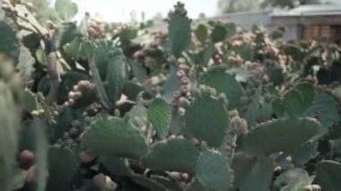 Meksika nopal bitkisine parlak güneş ışığı ve bulanık arka plan.