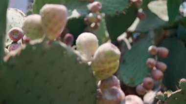Meksika nopal bitkisine parlak güneş ışığı ve bulanık arka plan.