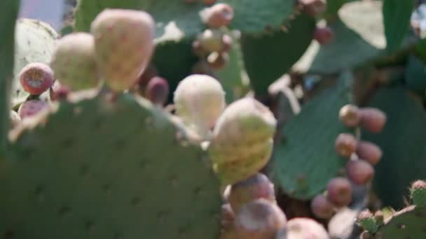 Jasné sluneční světlo na mexické nopal rostliny s rozmazaným pozadím. — Stock video