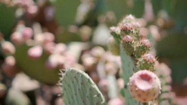Meksika nopal bitkisine parlak güneş ışığı ve bulanık arka plan.