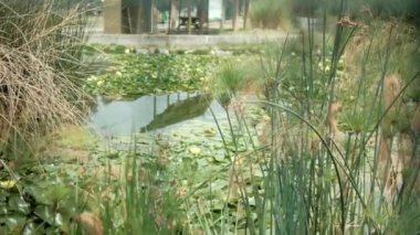 Güzel ve huzurlu gölet Bulanık metal çitlerin arkasından