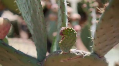 Meksika nopal bitkisine parlak güneş ışığı ve bulanık arka plan.
