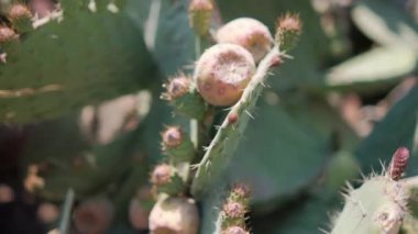 Meksika nopal bitkisine parlak güneş ışığı ve bulanık arka plan.