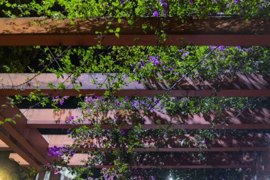 Geceleri asmalar ve mor çiçeklerle kaplanmış Pergola.