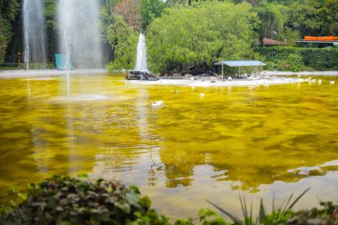 Ağaçlarla çevrili sarımsı suyu olan güzel göl manzarası.