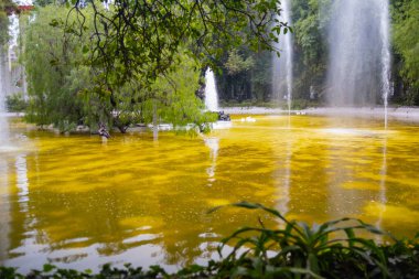 Ağaçlarla çevrili sarımsı suyu olan güzel göl manzarası.