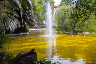 Ağaçlarla çevrili sarımsı suyu olan güzel göl manzarası.
