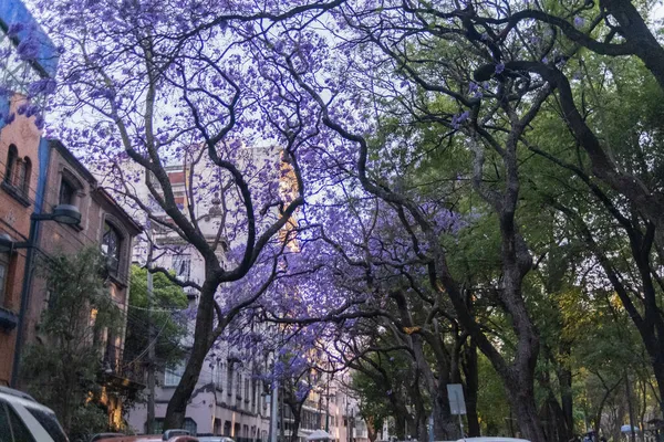 Gyönyörű kilátás nyílik jacaranda fák utcában Mexico City — Stock Fotó