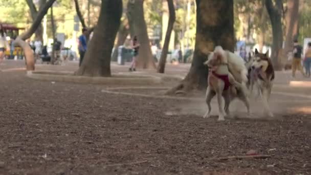 Grupo de perros adorables jugando juntos en el suelo de tierra — Vídeos de Stock