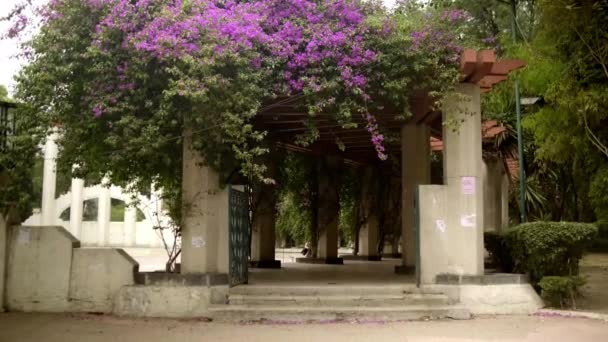 Ingresso corridoio ombreggiato sotto bellissimi fiori viola — Video Stock