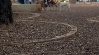 Bir grup sevimli köpek toprak zeminde birbirleriyle mutlu bir şekilde etkileşim halindeler.