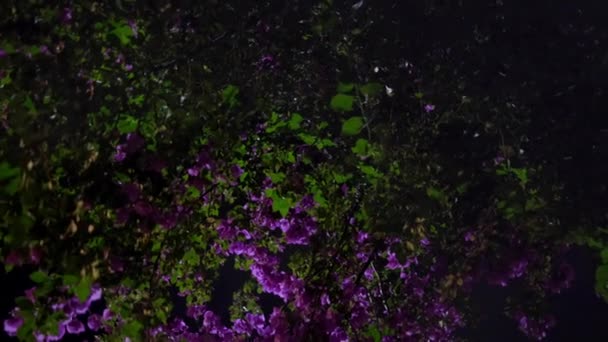 Blick auf lila Blüten und grüne Blätter in der Nacht — Stockvideo