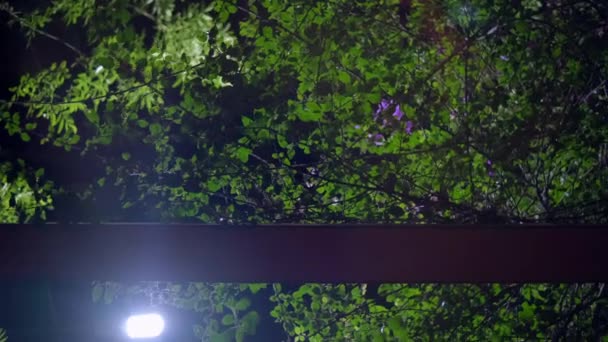 밤에는 포도나무와 자줏빛 꽃으로 뒤덮인 페르가 놀라 — 비디오
