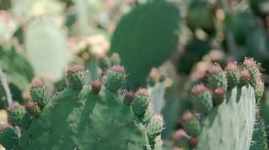 Meksika nopal bitkisine parlak güneş ışığı ve bulanık arka plan.