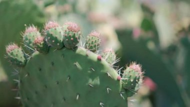 Meksika nopal bitkisine parlak güneş ışığı ve bulanık arka plan.
