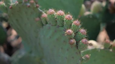 Meksika nopal bitkisine parlak güneş ışığı ve bulanık arka plan.