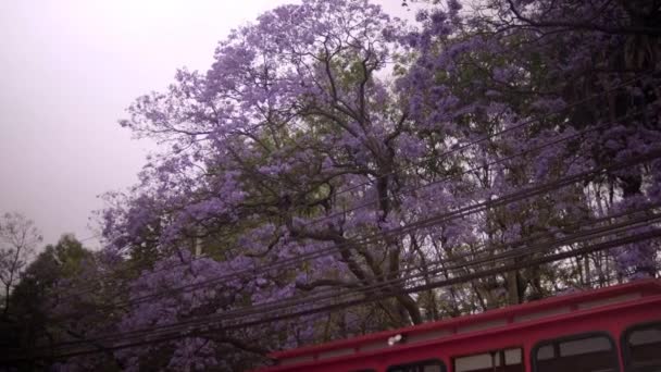 Bulutlu gökyüzünün altındaki güzel jakaranda ağaçlarının alçak açılı görüntüsü — Stok video