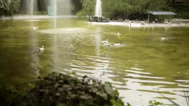 Schöne Aussicht auf den See mit grünem Wasser umgeben von Bäumen — Stockvideo