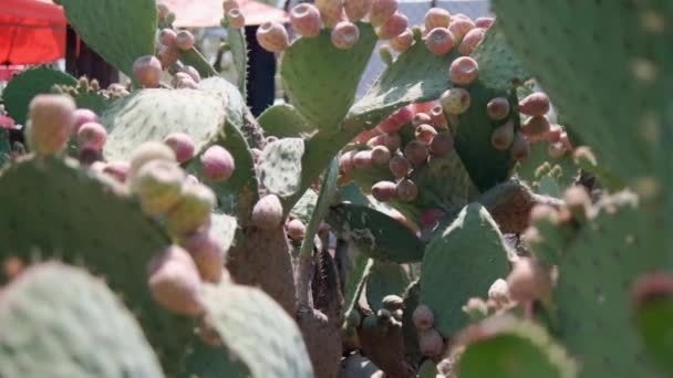 Bright sunlight on Mexican nopal plant with blurry background. — Stock Video