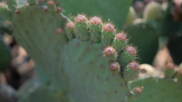 Helles Sonnenlicht auf mexikanischer Nopal-Pflanze mit verschwommenem Hintergrund. — Stockvideo