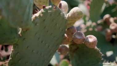 Meksika nopal bitkisine parlak güneş ışığı ve bulanık arka plan.