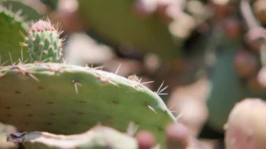 Meksika nopal bitkisine parlak güneş ışığı ve bulanık arka plan.