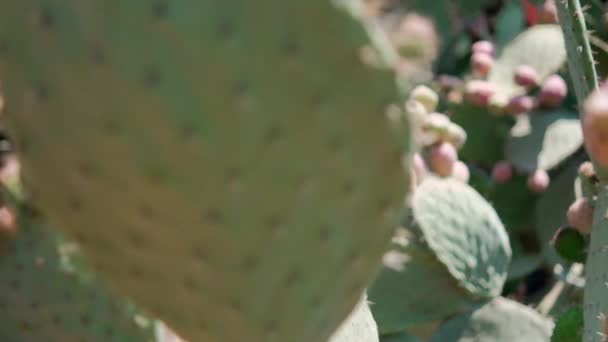 Helder zonlicht op Mexicaanse nopal plant met wazige achtergrond. — Stockvideo