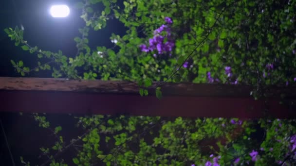 Pergola täckt med vinrankor och lila blommor på natten — Stockvideo