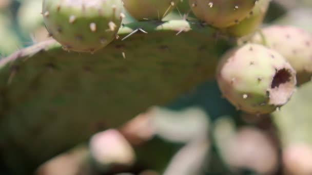 Bright sunlight on Mexican nopal plant with blurry background. — Stock Video