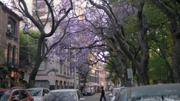 Prachtig uitzicht op Jacaranda bomen boven straat vanuit Mexico City — Stockvideo