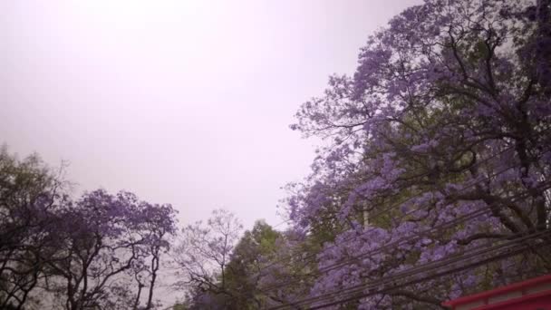 Vista de baixo ângulo de belas árvores jacarandá sob céu nublado — Vídeo de Stock