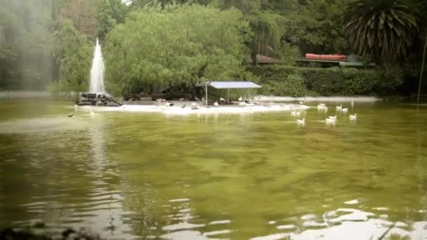 Hermosa vista del lago con agua verdosa rodeada de árboles — Vídeos de Stock