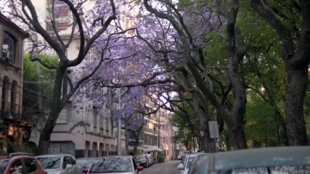 Piękny widok na drzewa jacaranda nad ulicą z Mexico City — Wideo stockowe