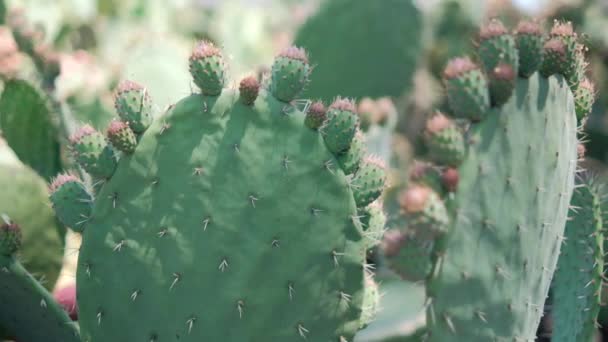 Luminosa luce del sole sulla pianta nopal messicana con sfondo sfocato. — Video Stock