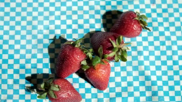 Gruppe frischer Erdbeeren auf einer blau karierten Tischdecke — Stockvideo